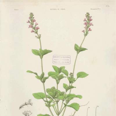 Dibujo de planta Bouchea copiapensis Dibujo de planta Bouchea copiapensis