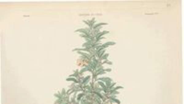 Dibujo de planta Lagunosa clanducosa Dibujo de planta Lagunosa clanducosa