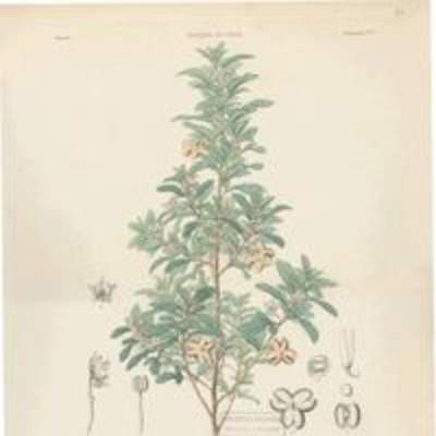 Dibujo de planta Lagunosa clanducosa Dibujo de planta Lagunosa clanducosa