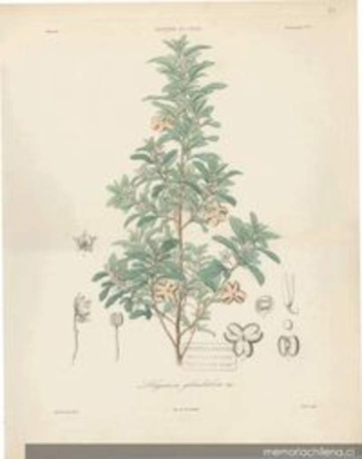 Dibujo de planta Lagunosa clanducosa Dibujo de planta Lagunosa clanducosa