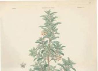 Dibujo de planta Lagunosa clanducosa Dibujo de planta Lagunosa clanducosa