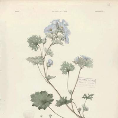 Dibujo de planta Malva bulloa Dibujo de planta Malva bulloa