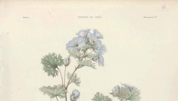 Dibujo de planta Malva bulloa Dibujo de planta Malva bulloa