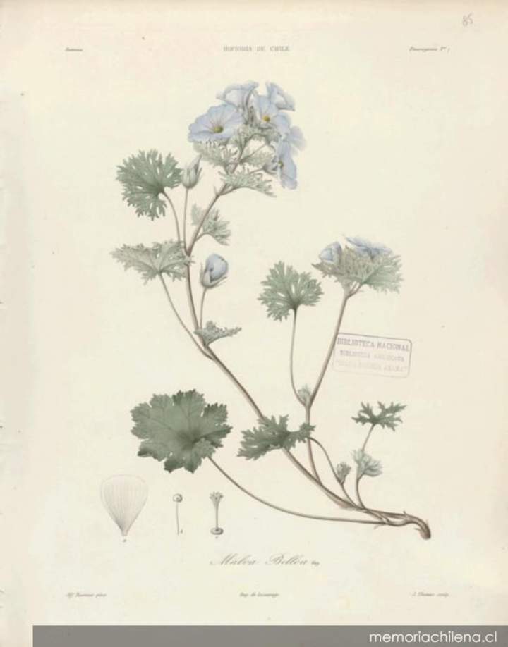 Dibujo de planta Malva bulloa Dibujo de planta Malva bulloa