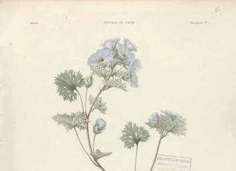 Dibujo de planta Malva bulloa Dibujo de planta Malva bulloa