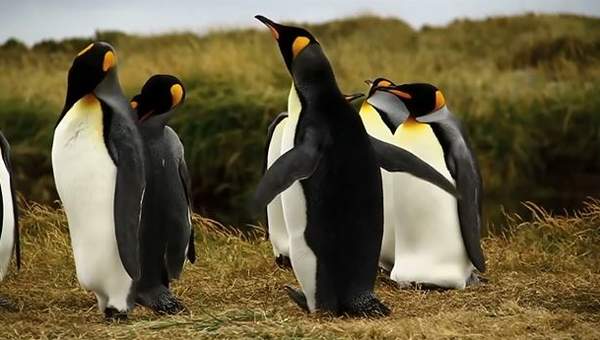 Chile Travel Patagonia Chilena Chile Travel Patagonia Chilena