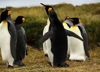 Chile Travel Patagonia Chilena Chile Travel Patagonia Chilena