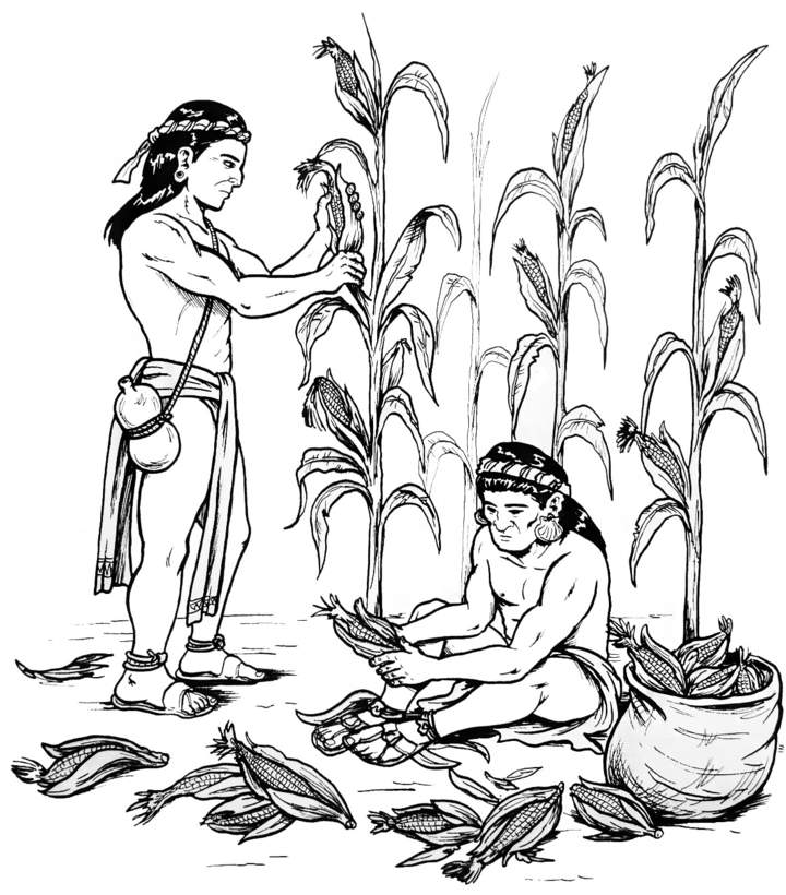 Agricultura maya Agricultura maya