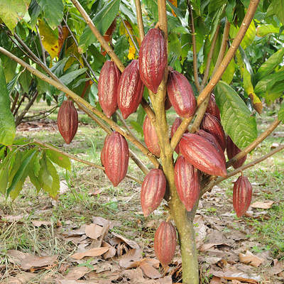 Árbol de cacao Árbol de cacao
