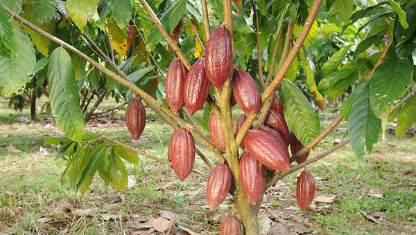 Árbol de cacao Árbol de cacao