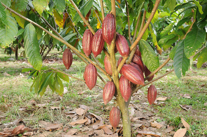 Árbol de cacao Árbol de cacao