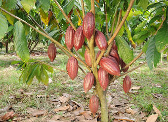 Árbol de cacao Árbol de cacao