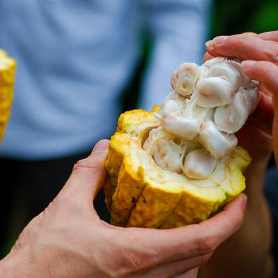 Semilla de cacao Semilla de cacao