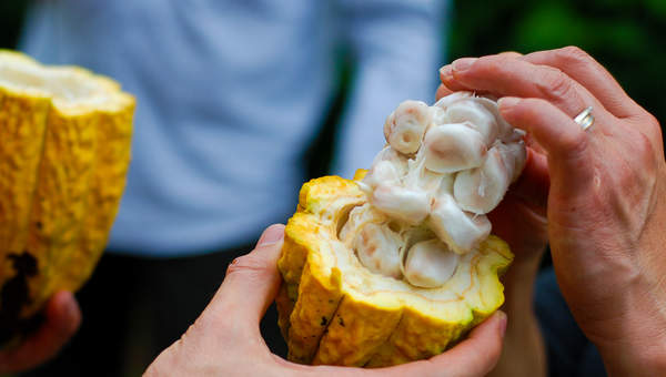 Semilla de cacao Semilla de cacao