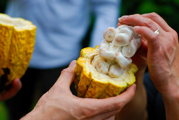 Semilla de cacao Semilla de cacao