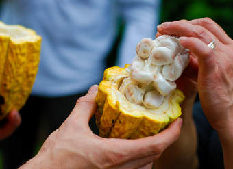 Semilla de cacao Semilla de cacao