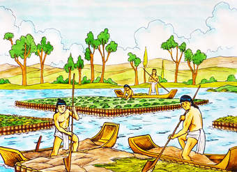Chinampas Chinampas