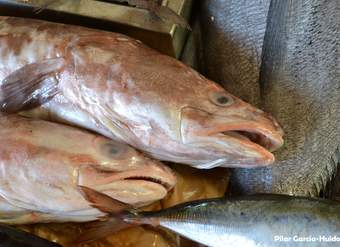 Pescados Pescados
