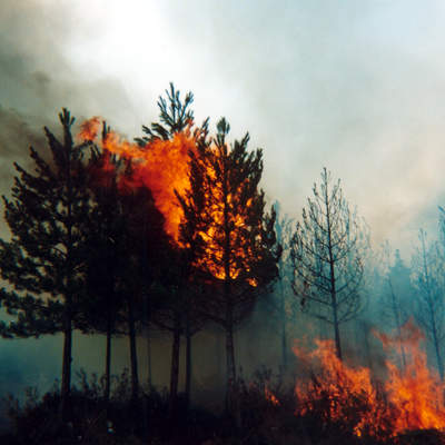 Incendio forestal Incendio forestal