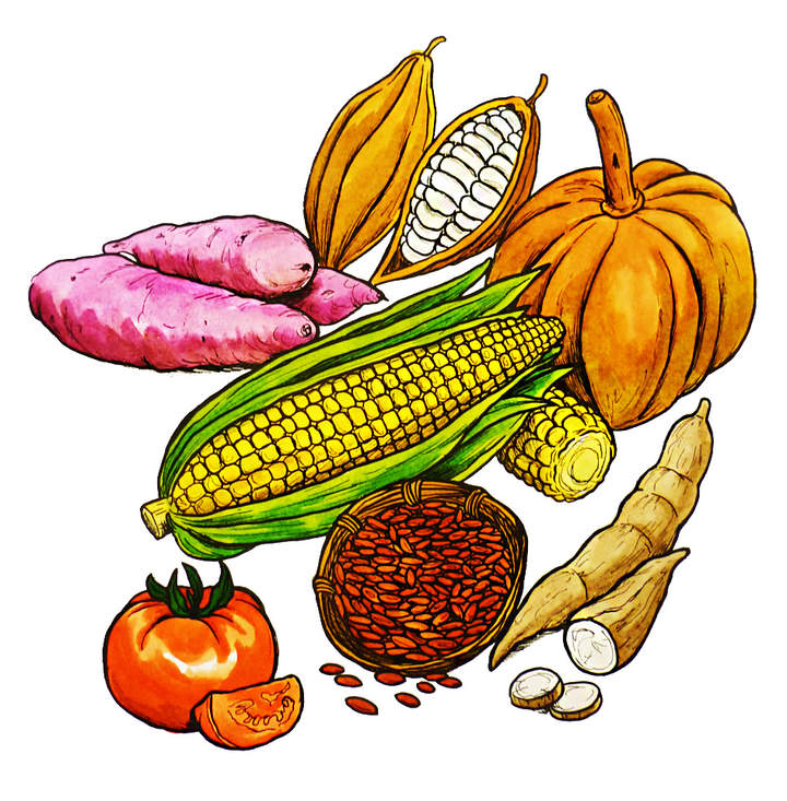 Productos agrícolas mayas Productos agrícolas mayas