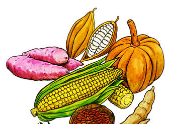 Productos agrícolas mayas Productos agrícolas mayas