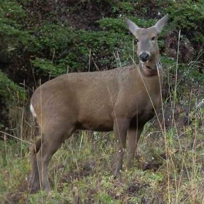 Huemules en la Patagonia chilena Huemules en la Patagonia chilena