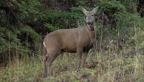 Huemules en la Patagonia chilena Huemules en la Patagonia chilena