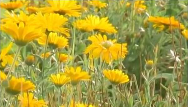 Cultivo de caléndulas en el desierto Cultivo de caléndulas en el desierto