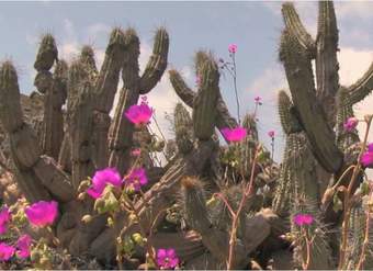 Desierto florido Desierto florido