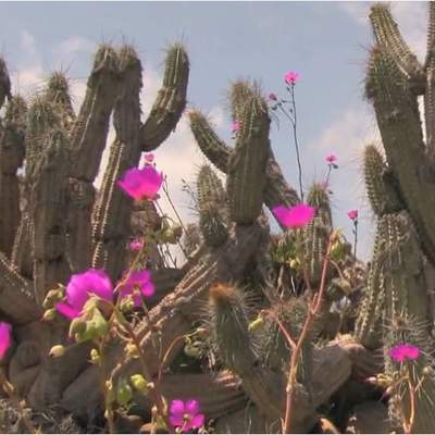 Desierto florido Desierto florido