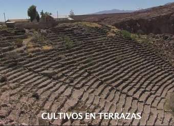 Cultivos en las terrazas de Caspana Cultivos en las terrazas de Caspana