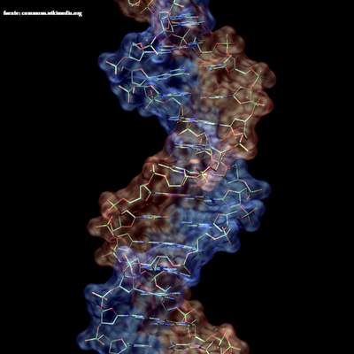Macromolécula de ADN Macromolécula de ADN