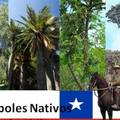 Arboles nativos de Chile Arboles nativos de Chile