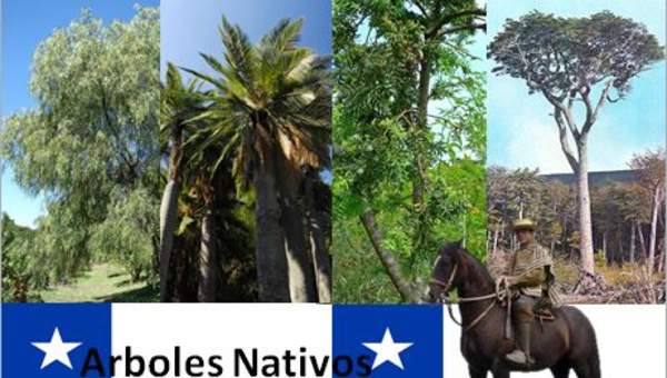 Arboles nativos de Chile Arboles nativos de Chile
