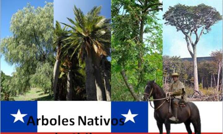 Arboles nativos de Chile Arboles nativos de Chile