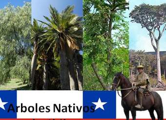 Arboles nativos de Chile Arboles nativos de Chile