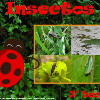 Insectos Insectos