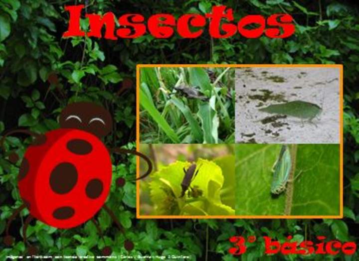 Insectos Insectos