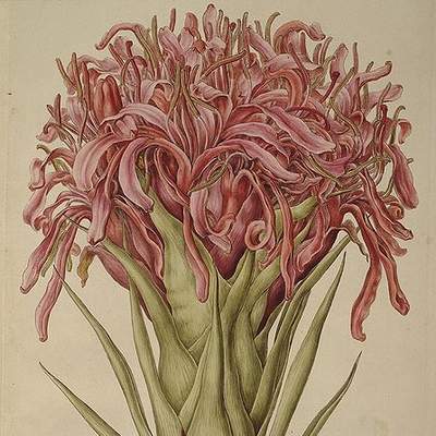 Ilustración de Doruanthes excelsa de Ferdinand Bauer Ilustración de Doruanthes excelsa de Ferdinand Bauer