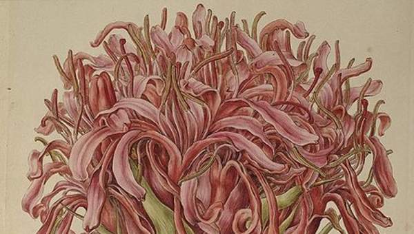 Ilustración de Doruanthes excelsa de Ferdinand Bauer Ilustración de Doruanthes excelsa de Ferdinand Bauer