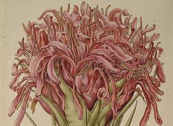Ilustración de Doruanthes excelsa de Ferdinand Bauer Ilustración de Doruanthes excelsa de Ferdinand Bauer