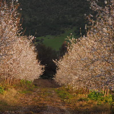 Almendros Almendros