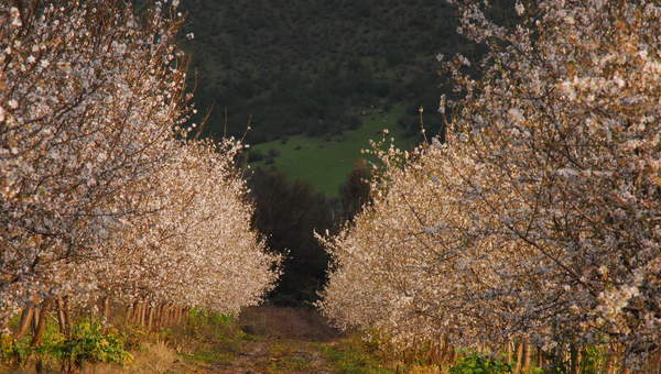 Almendros Almendros