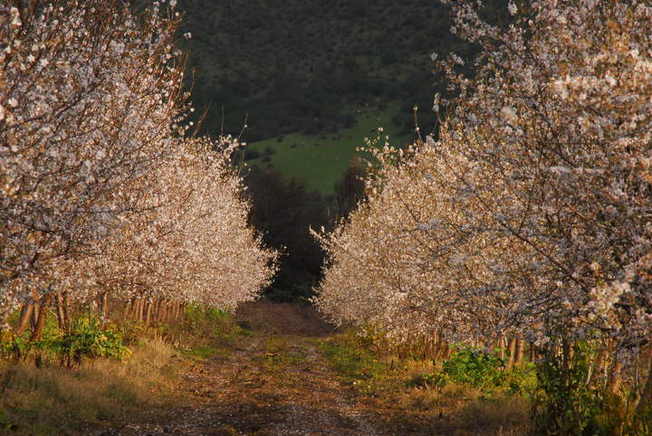 Almendros Almendros