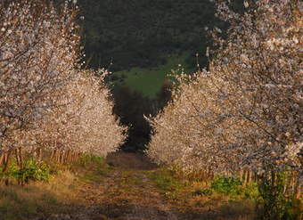 Almendros Almendros