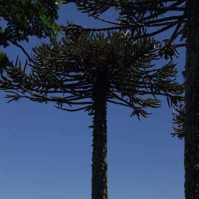 Araucaria Araucaria