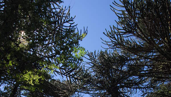 Araucaria Araucaria