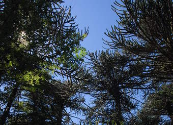 Araucaria Araucaria