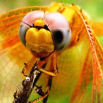 Cabeza de libélula  1 Cabeza de libélula  1