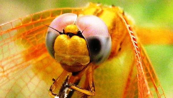 Cabeza de libélula  1 Cabeza de libélula  1